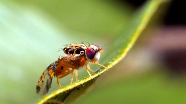 Secretaría de Agricultura informa erradicación del brote de mosca del Mediterráneo en Manzanillo