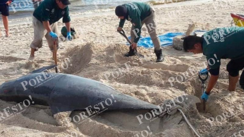 Delfín gigante queda varado en el puerto de Chelem a causa de la marea roja