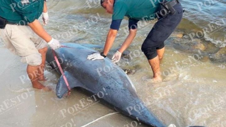Biólogos de la UADY realizan autopsia al delfín que quedó varado en el puerto de Chelem