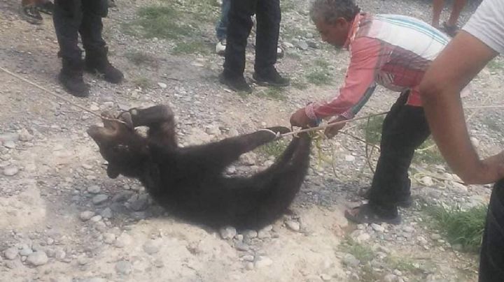 Policías y habitantes de Coahuila matan a oso negro de 4 meses