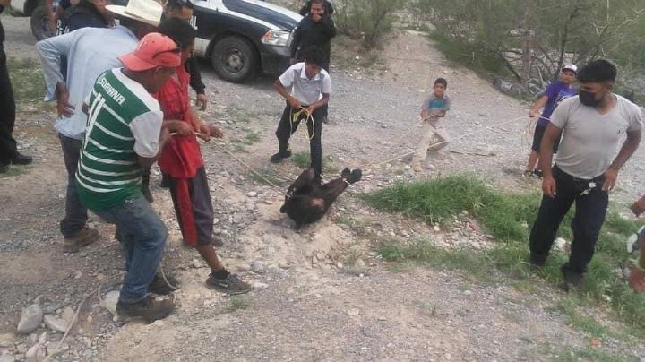 Profepa presenta denuncia contra los responsables de matar a un oso negro en Castaños, Coahuila