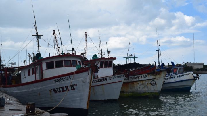 Pescadores de Progreso arriesgan su presupuesto para retomar la temporada de pulpo