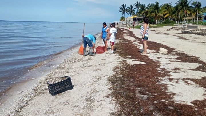 Voluntariados se unen para la limpieza de playas de San Crisanto, Yucatán