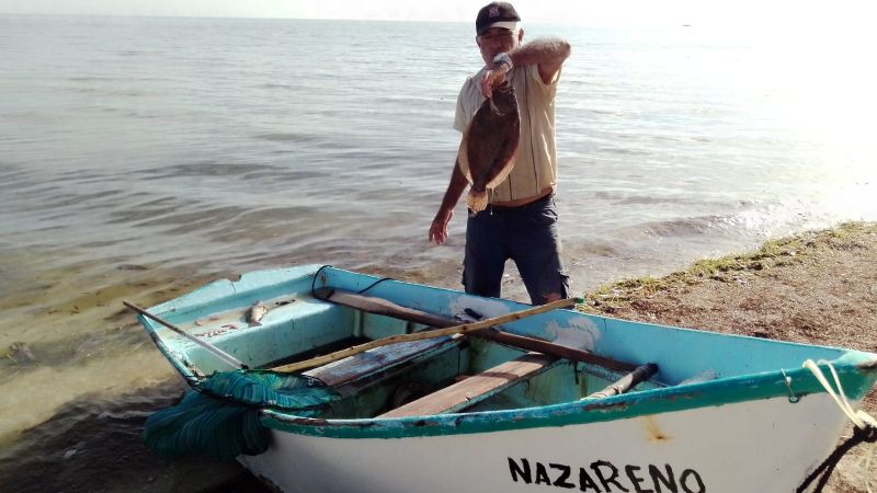 Pobladores de San Crisanto capturan especies que recalan a la orilla por la marea roja: EN VIVO