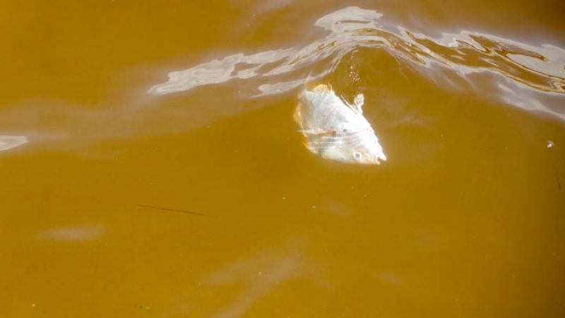 Contaminación del manto freático en Yucatán empeora la marea roja; declara especialista
