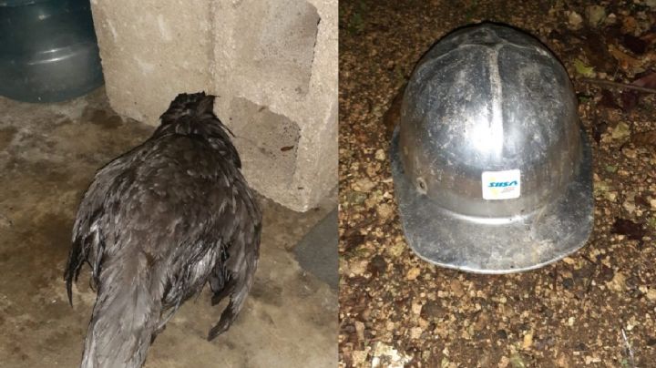 Destapan caso de zoofilia en Carrillo Puerto; un hombre ultrajó a una gallina