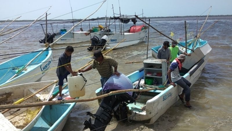 Pescadores capturan 2 tiburones 'xmoha' en Seybaplaya