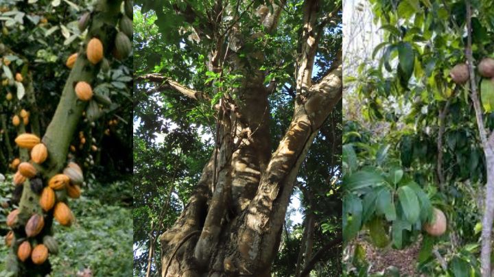 5 árboles que abundan cerca de un cenote en Yucatán