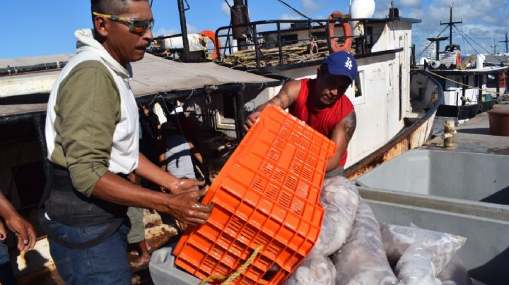 Temporada de pulpo en Yucatán: Incrementa tonelaje de captura entre la navegación mayor