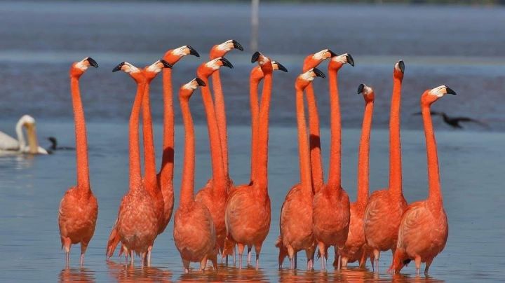 Flamencos rosas y otras hermosas aves que habitan en Río Lagartos, Yucatán: FOTORREPORTAJE