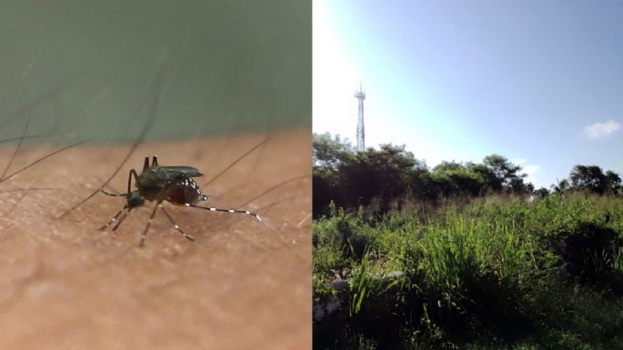 Moscos invaden municipios de Yucatán e incrementan el riesgo de casos de dengue