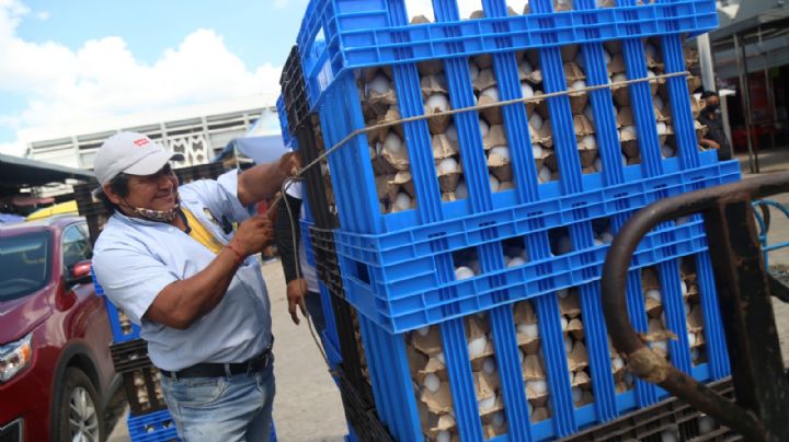 Avicultores de Yucatán culpan al precio del alimento para gallinas por el alto costo del huevo