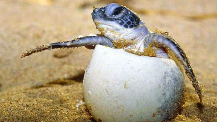 ¿Cuáles son las playas de Campeche dónde liberan tortugas carey?