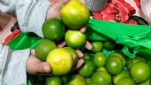 Aumenta el precio del 'oro verde' en Yucatán: El limón hasta en 25 pesos el kilo