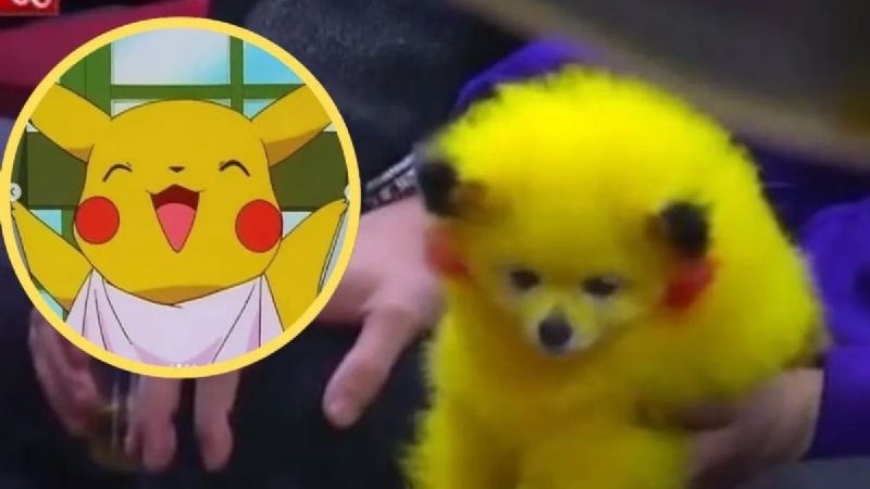 Perrito Pikachu: Esta es la multa por pintar de colores a tu lomito en México