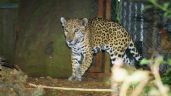 Campeche hogar del 51.67% de jaguares de la península: UJAT