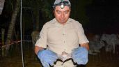 Capturan a murciélagos para evitar casos de rabia en Tzucacab