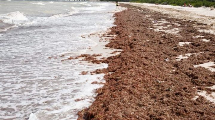 Playas de Sisal lucen llenas de sargazo en los primeros días del 2023: VIDEO