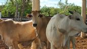 Cae precio del ganado en Yucatán