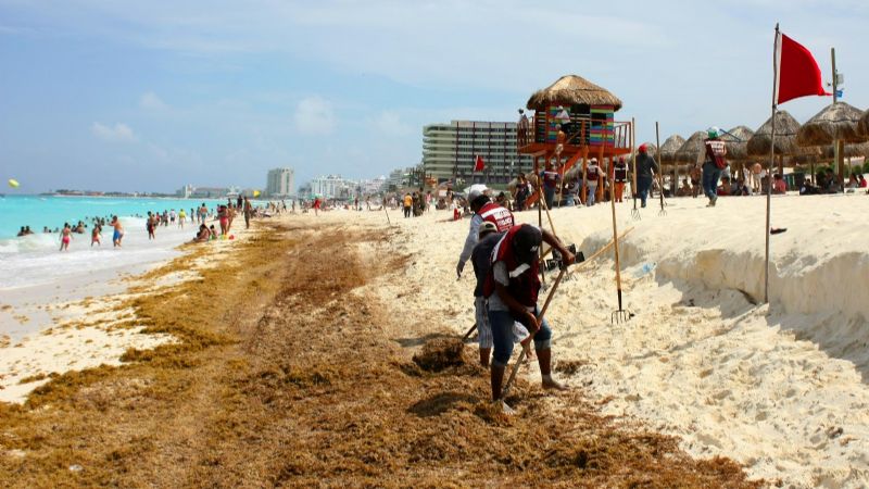 Sargazo en Cancún: Estas son las siete playas afectadas por el alga