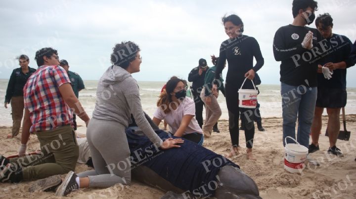 Encalla delfín en Malecón de Progreso y desata megaoperativo