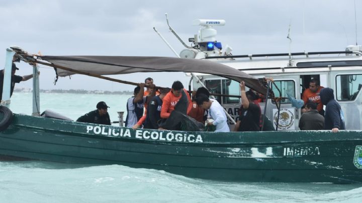 Liberan a delfín que recaló en las playas de Progreso: VIDEO