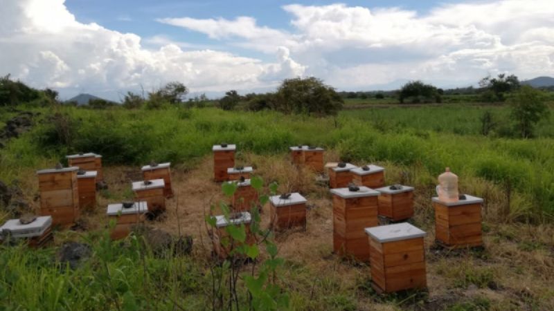 "Coyotes" se aprovechan de apicultores de Campeche