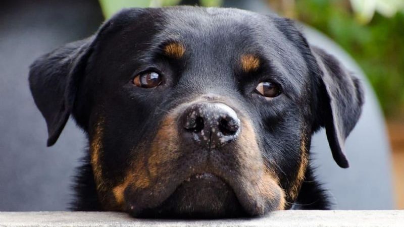 Rottweiler viaja más de 3 mil kilómetros para ser atendido por un veterinario de Mérida
