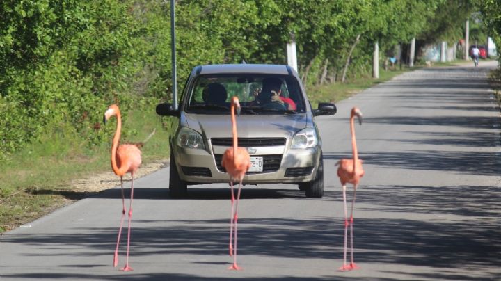 Flamencos bloquean tránsito en carretera de San Crisanto; piden tomar precauciones