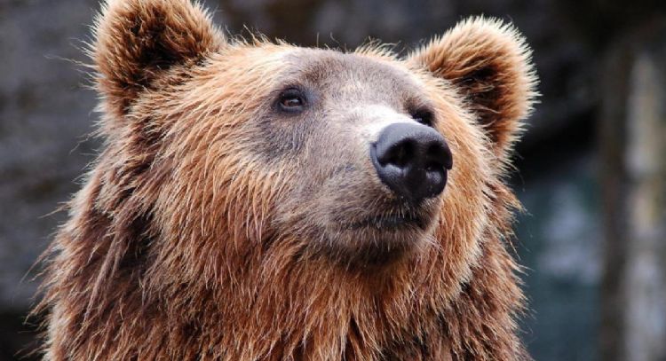 Matrimonio y su mascota son asesinados por un oso en Canadá