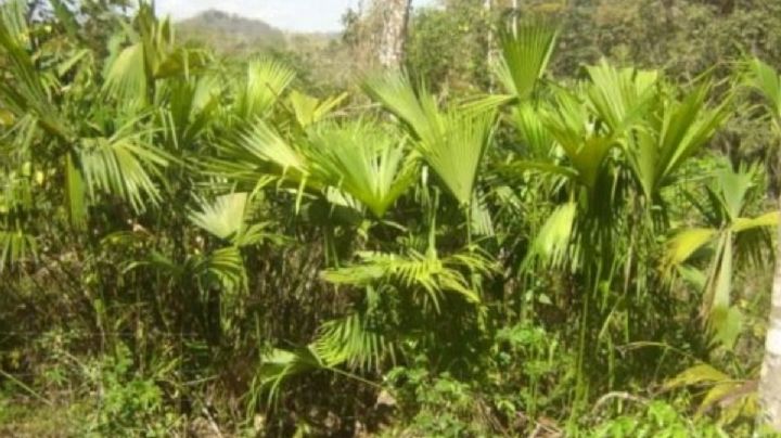 Colegio de los Posgraduados realiza estudios de la palma de jipi en Campeche