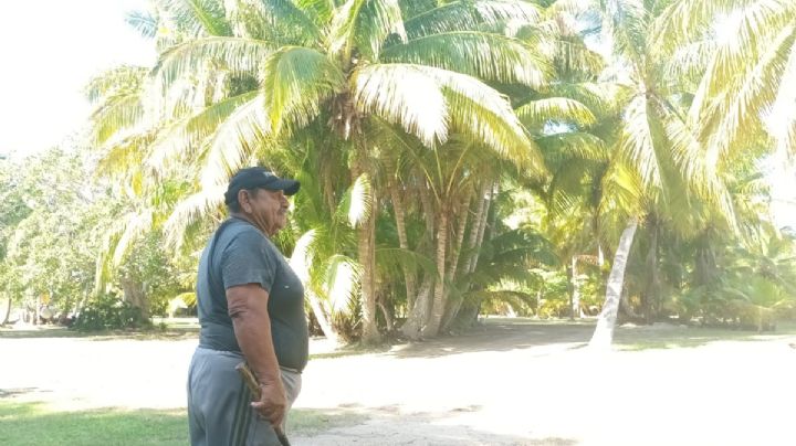 Vivero de cocos en San Crisanto, a 30 años de la plaga que sufrió
