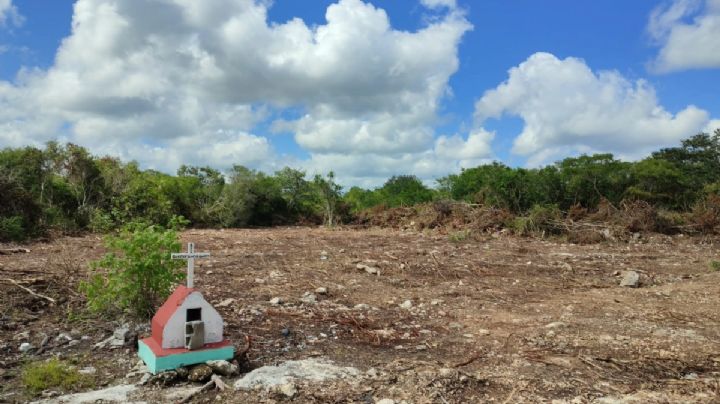 Renán Barrera convierte a Mérida en la 'Ciudad de Concreto'; programas de reforestación, sin resultados