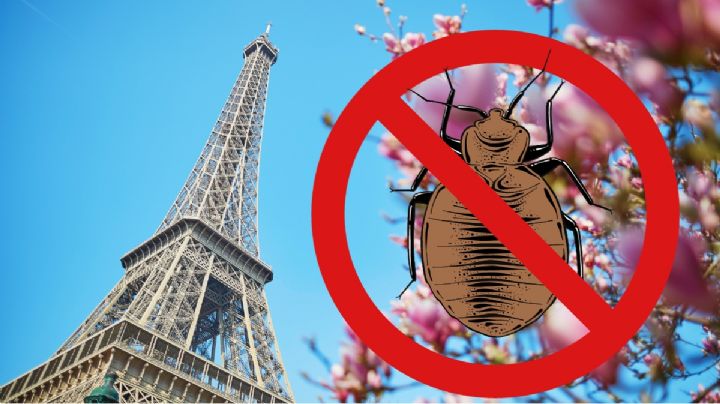 Francia sufre plaga de chinche, ¡No sólo pasa en México y París!