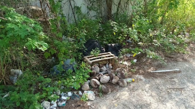 Vecinos de Sinanché, Yucatán, convierten exinvernadero en basurero clandestino