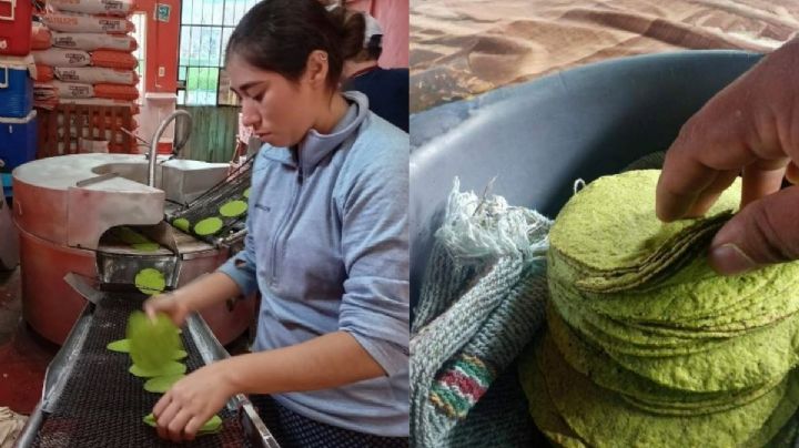 Tortillas de chaya, el innovador proyecto de jóvenes emprendedores en José María Morelos