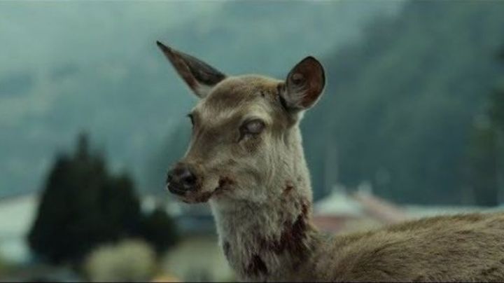 EU emite alerta por virus del 'ciervo zombi': ¿Qué es y cómo afecta a los humanos?