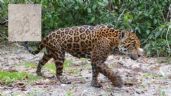 Trabajadores del Tren Maya encuentran huellas de un jaguar en Chetumal