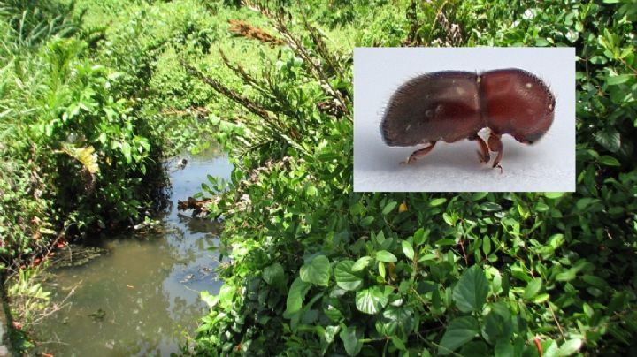 En Campeche, hongo ambrosía destruye cerca de 8 mil hectáreas de manglares