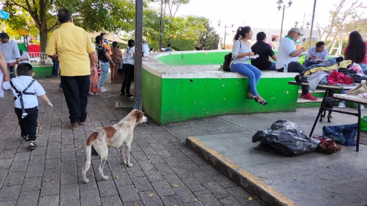 Yucatán registra 3 mil 771 casos de personas atacadas por perros: SSY