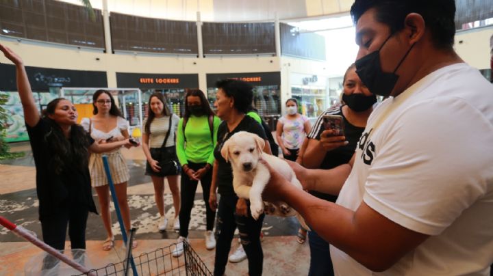 Cancunenses 'hacen el feo' al empadronamiento de mascotas