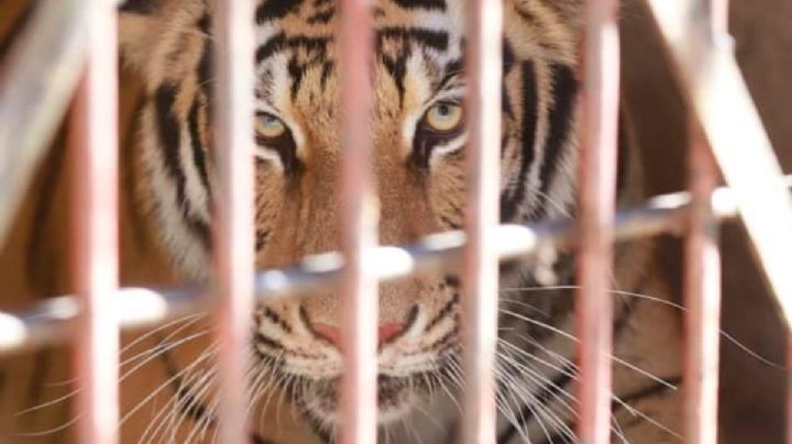 En Zapopan, aseguran a un tigre de bengala de tres años dentro de una casa
