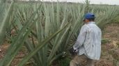 Yucatán: Declive del henequén orilla a los campesinos de Dzidzantún a dedicarse a otras actividades