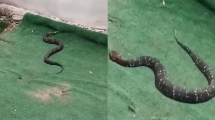 Hallan a la serpiente más venenosa de la Península de Yucatán en una casa de Veracruz