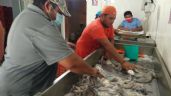 Investigadores del Tecnológico Nacional de México detectan contaminantes en pulpos en Tizimín
