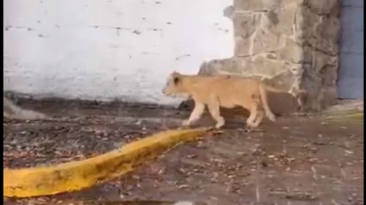 Cachorro de león es captado caminando por las calles de Zapopan y alerta a habitantes