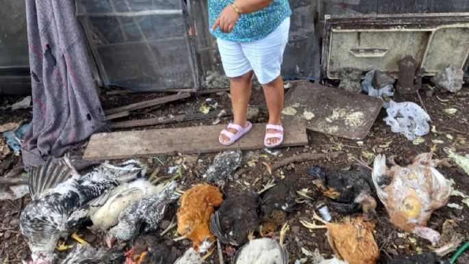 Felino mata a más de 16 aves de corral durante la madrugada en Chetumal