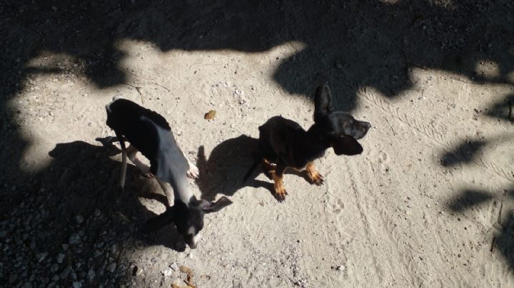 Animalistas denuncian el 'desamparo' de perritos en el Parque Garrafón en Isla Mujeres