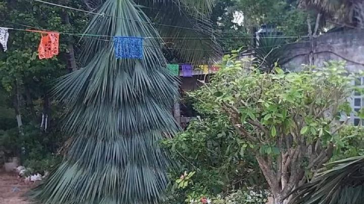 Yucatán: Crean árbol de Navidad con huano en Oxkutzcab