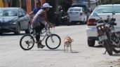 En Cancún, sería obligatorio el registro de mascotas